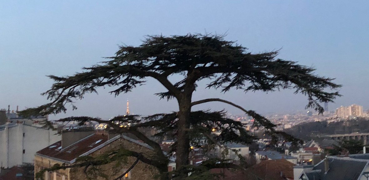 Le Cèdre Impérial de Meudon au crépuscule, la Tour Eiffel et les toits de Paris à l’arrière-plan