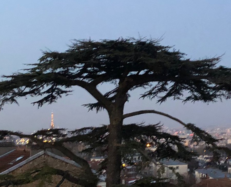 Le Cèdre Impérial de Meudon au crépuscule, avec la Tour Eiffel et les toits de Paris en arrière-plan