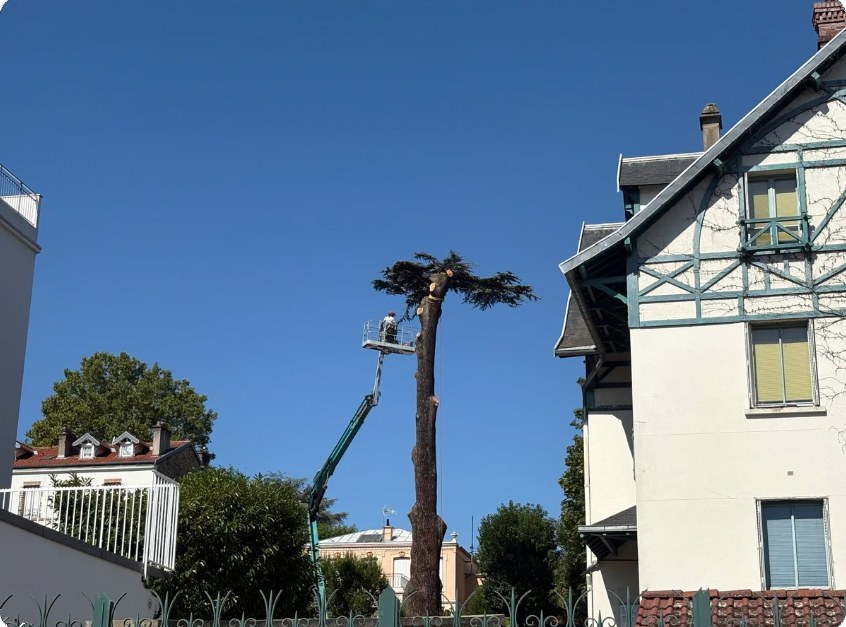 The cedar being felled: a cherry picker level with the crown, the trunk already stripped of its branches.