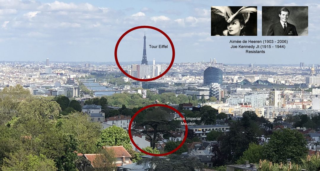 La Tour Eiffel et le Cèdre Impérial dans la même vue