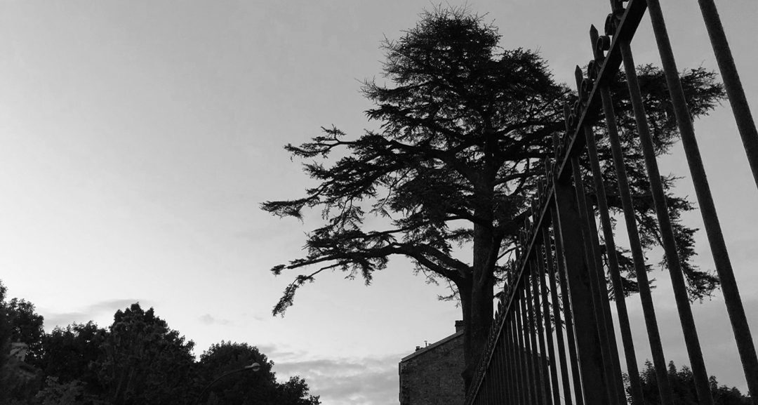Le Cèdre Impérial photographié en noir et blanc, derrière les barreaux d’une grille