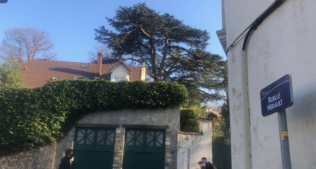 Le Cèdre vu de la rue Hérault