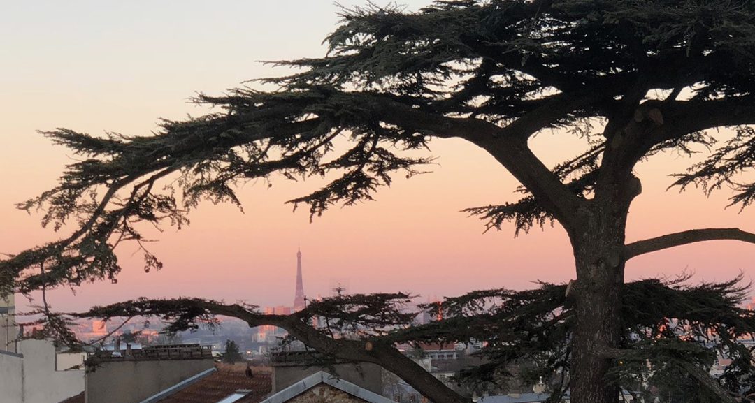 La Tour Eiffel dans l’axe des branches — le Cèdre Impérial de Meudon