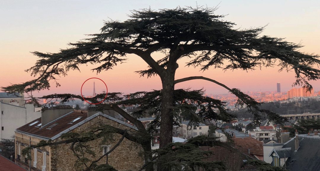 Le Cèdre Impérial de Meudon et la Tour Eiffel