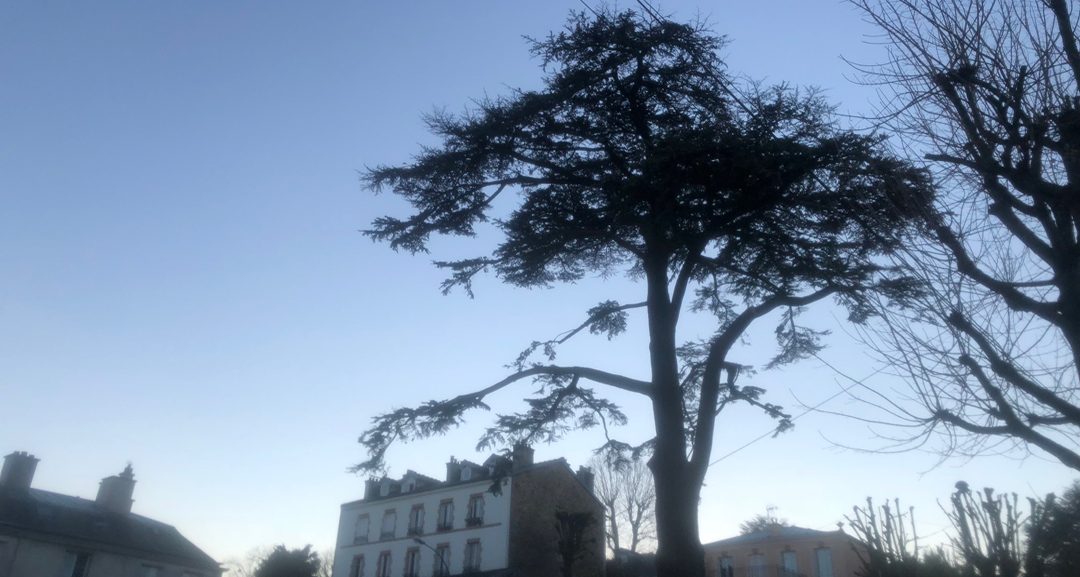 Un arbre remarquable