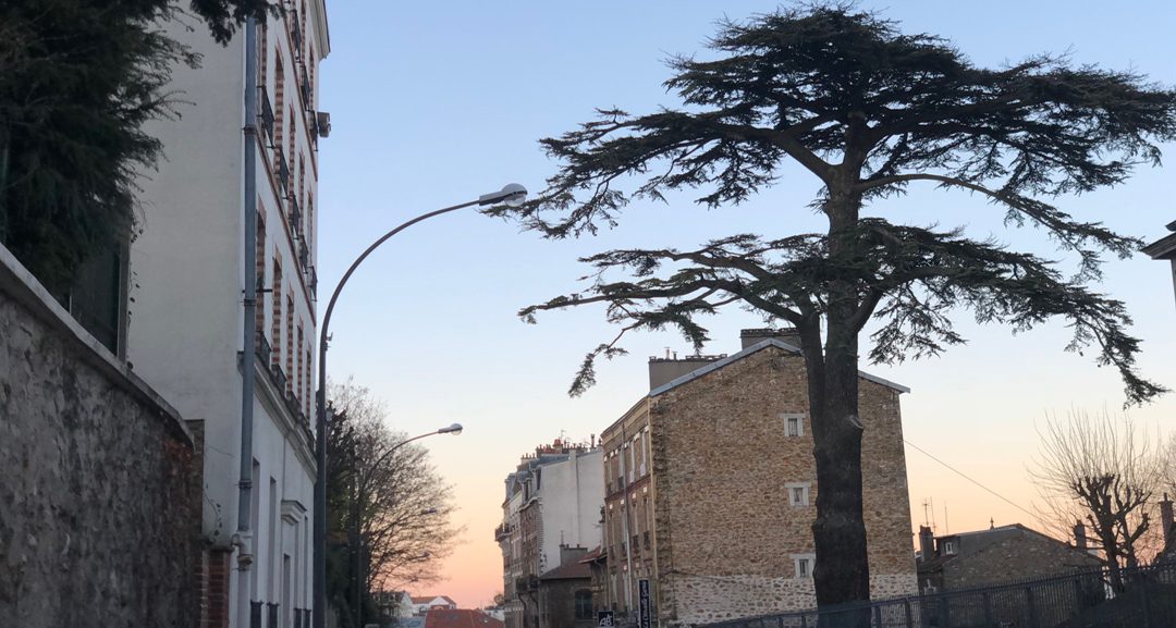 Le Cèdre vu du numéro 12