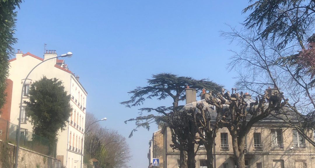 Vu du numéro 14 — le Cèdre Impérial de Meudon