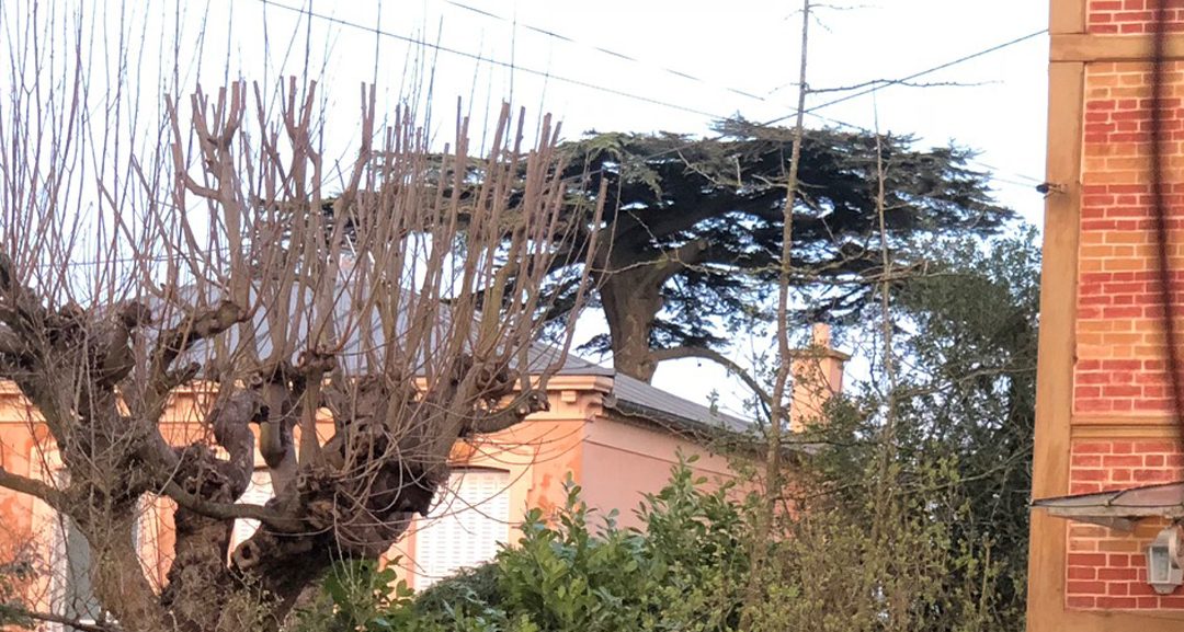 Le Cèdre à travers un jardin, rue du Général Gouraud