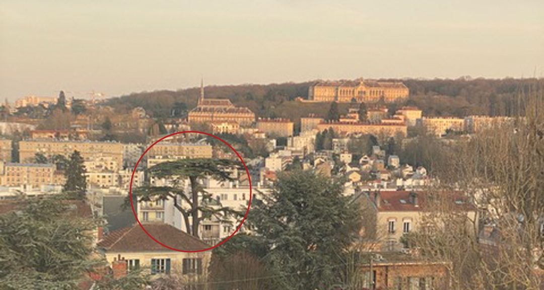 Depuis l’ancienne propriété Jacqueminot — le Cèdre Impérial de Meudon