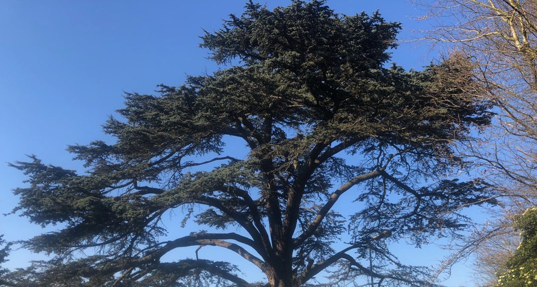Le Cèdre Redouté à Meudon : un grand cèdre du Liban aux larges branches horizontales, photographié sous un ciel bleu