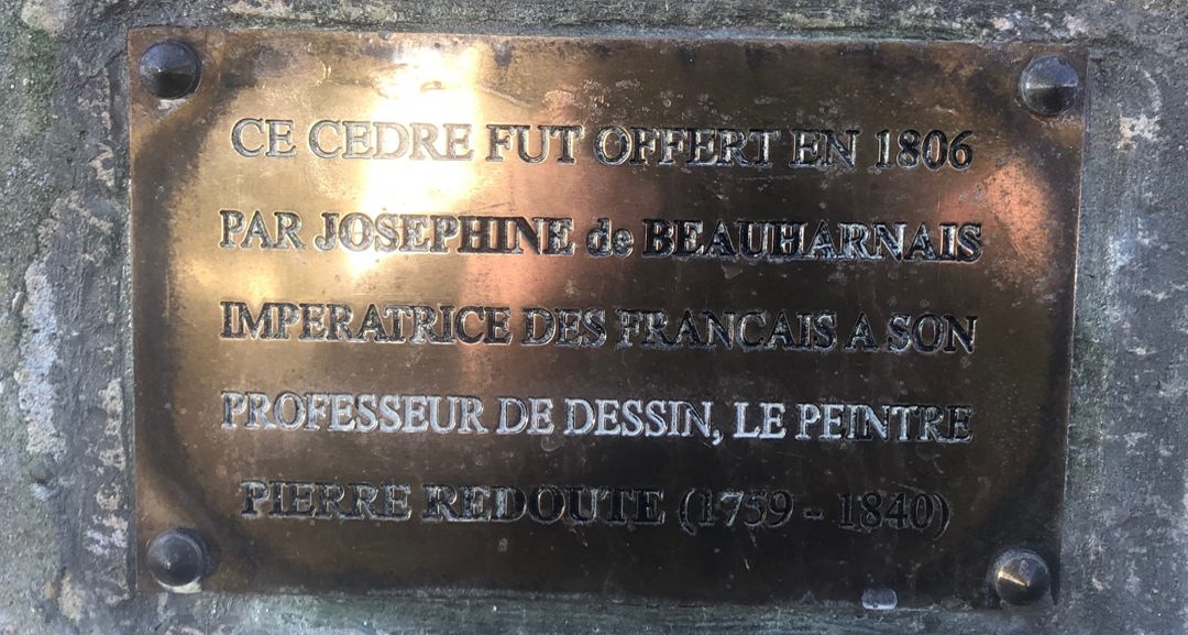 Plaque de bronze fixée au pied du Cèdre Redouté, portant une inscription gravée