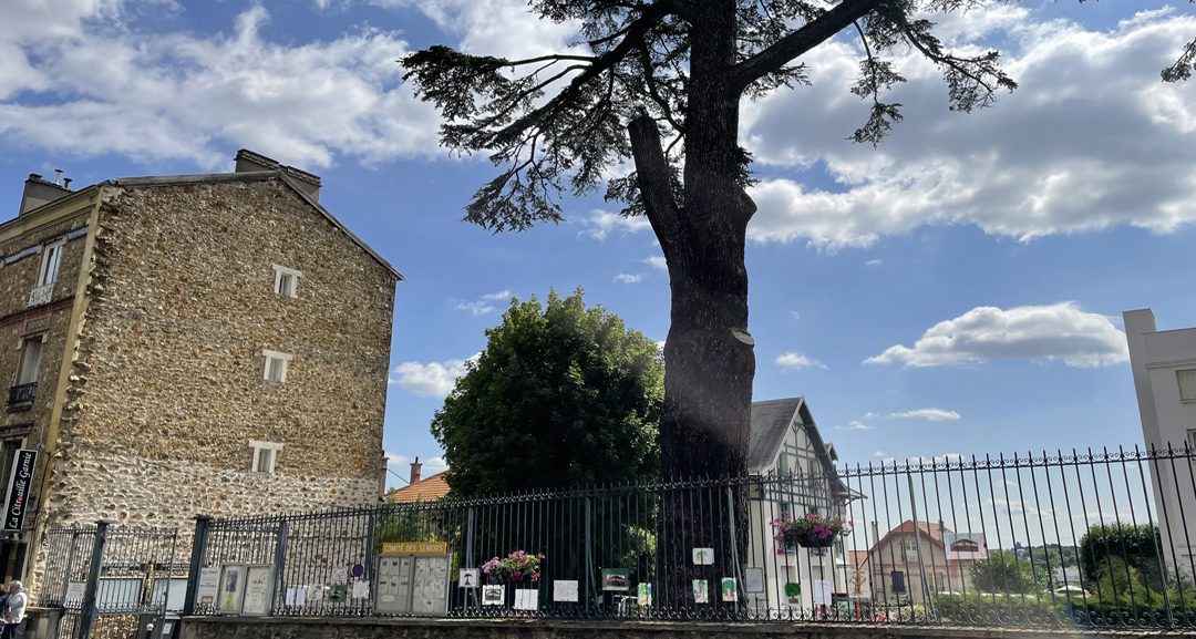 Dessins d’enfants pour protéger le Cèdre Impérial