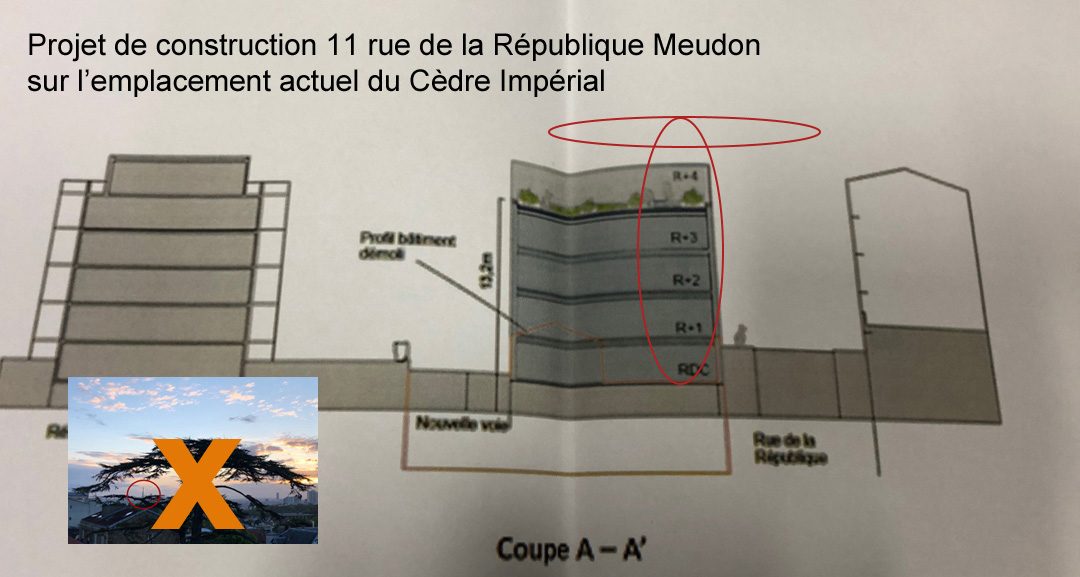 Coupe architecturale du projet de construction prévu au 11 rue de la République à Meudon, montrant un immeuble de cinq niveaux à l’emplacement du cèdre