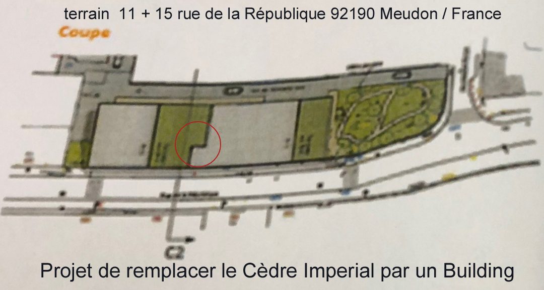 Plan masse coloré des terrains des 11 et 15 rue de la République à Meudon, l’emplacement du cèdre marqué d’un cercle rouge