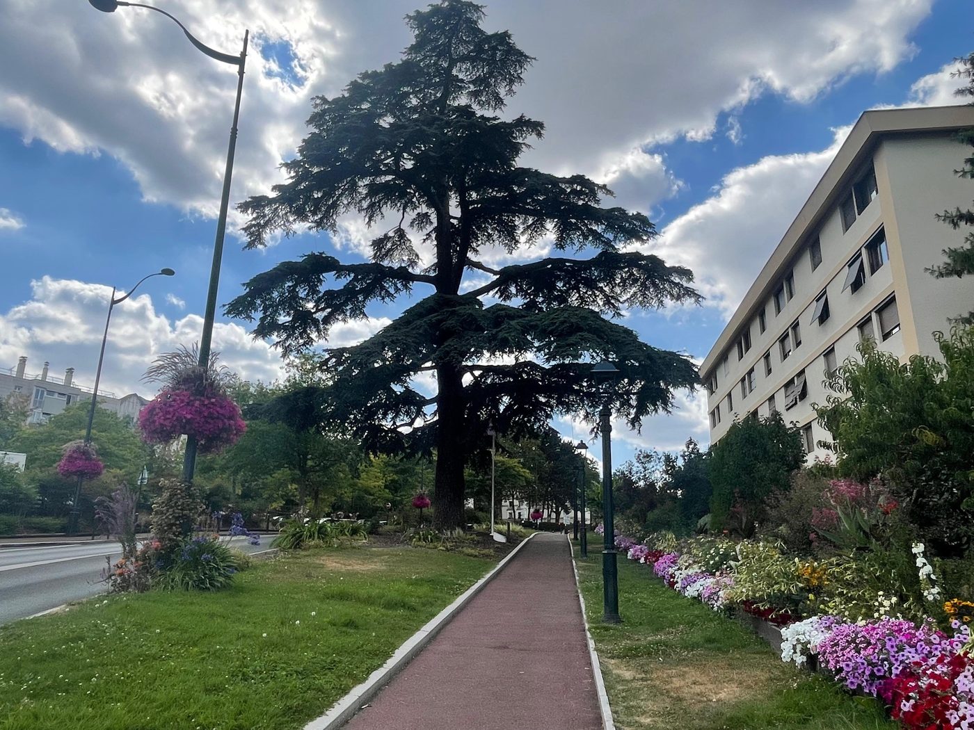 Le cèdre du Plessis-Robinson, houppier dense — le Cèdre Impérial de Meudon