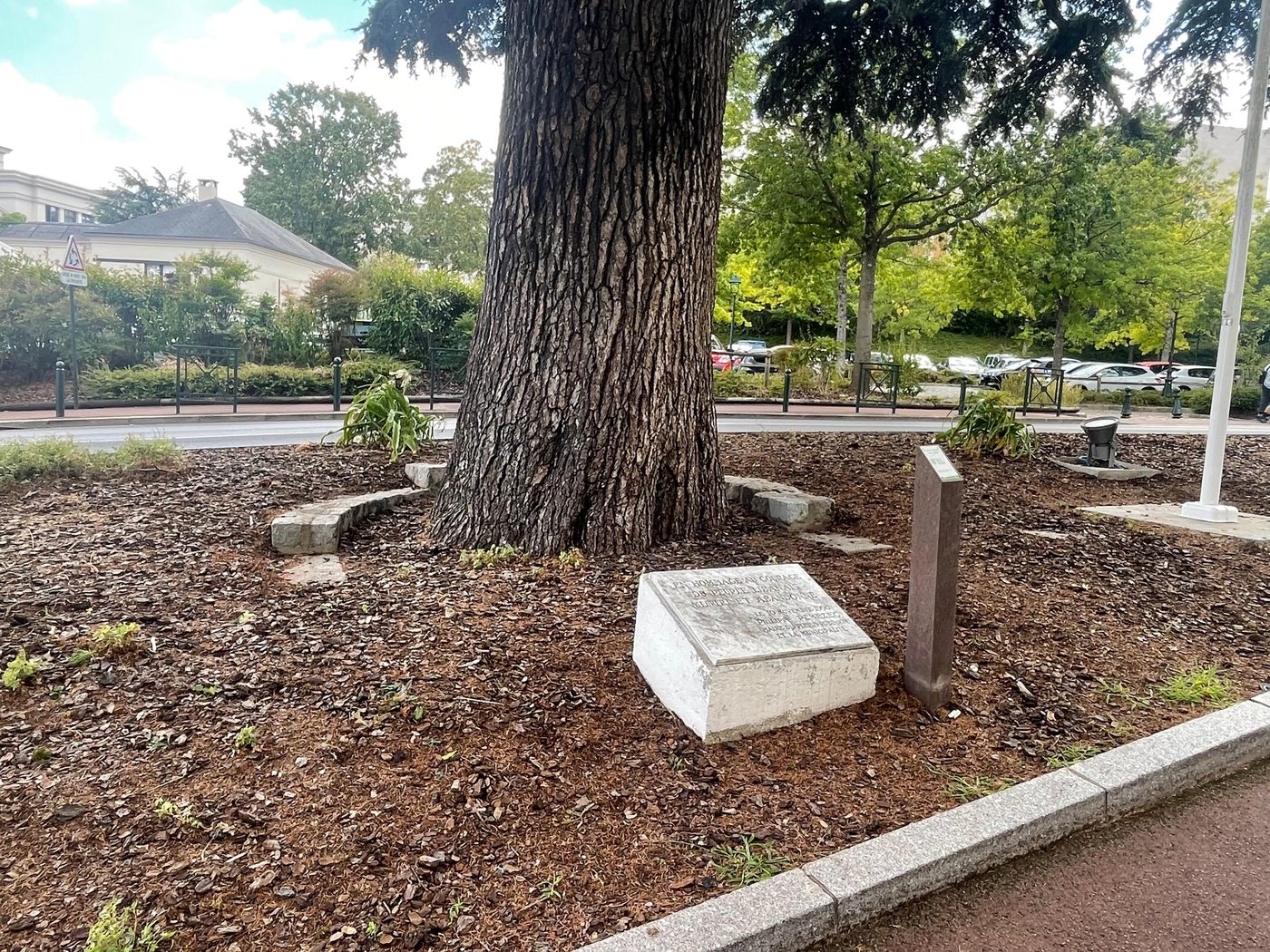 Le pied paillé du cèdre du Plessis-Robinson — le Cèdre Impérial de Meudon