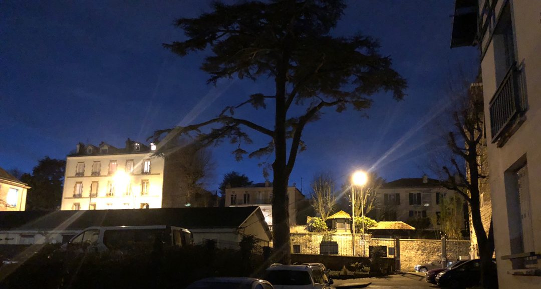 Le Cèdre Impérial de Meudon