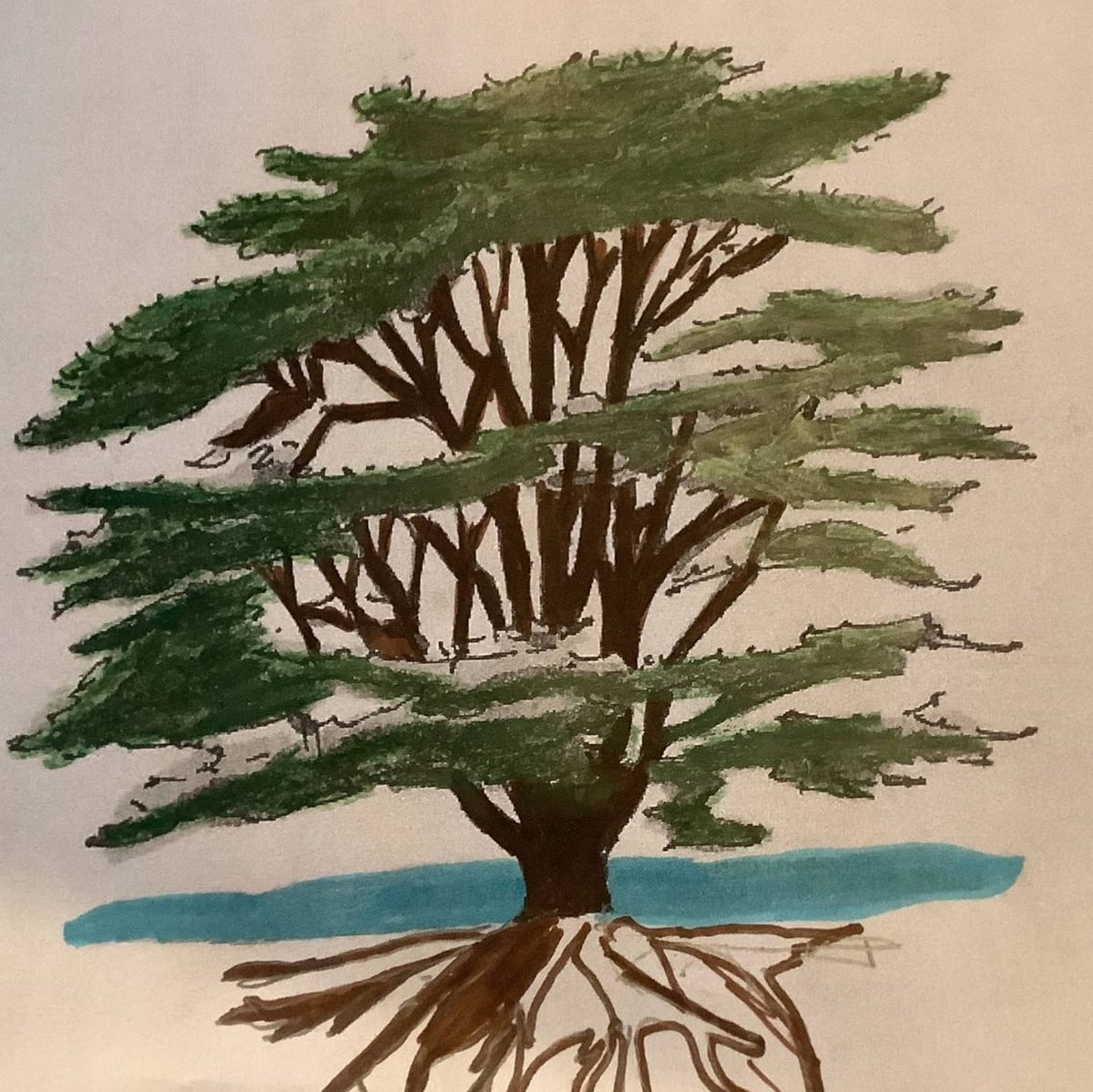 Eine in Pastell gezeichnete Libanon-Zeder, ihre Äste in waagerechten olivgrünen Etagen angeordnet, der Stamm braun und die nackten Wurzeln auf einem blauen Streifen liegend